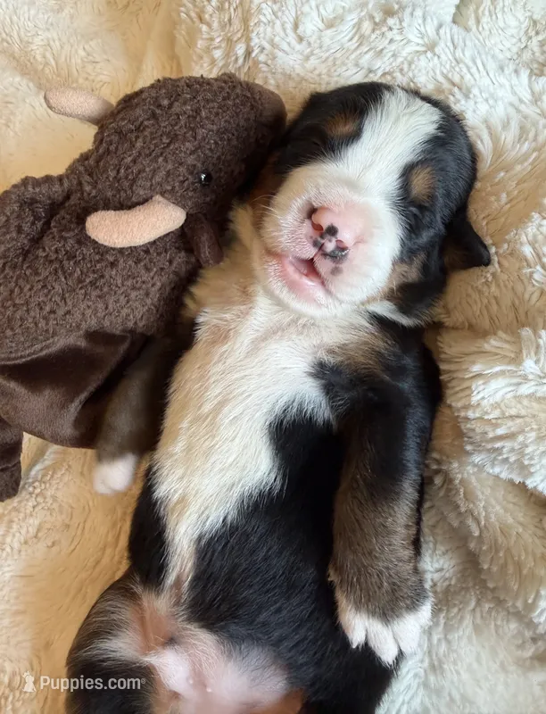Bull – Bernese Mountain Dog puppy for sale in Bixby, OK