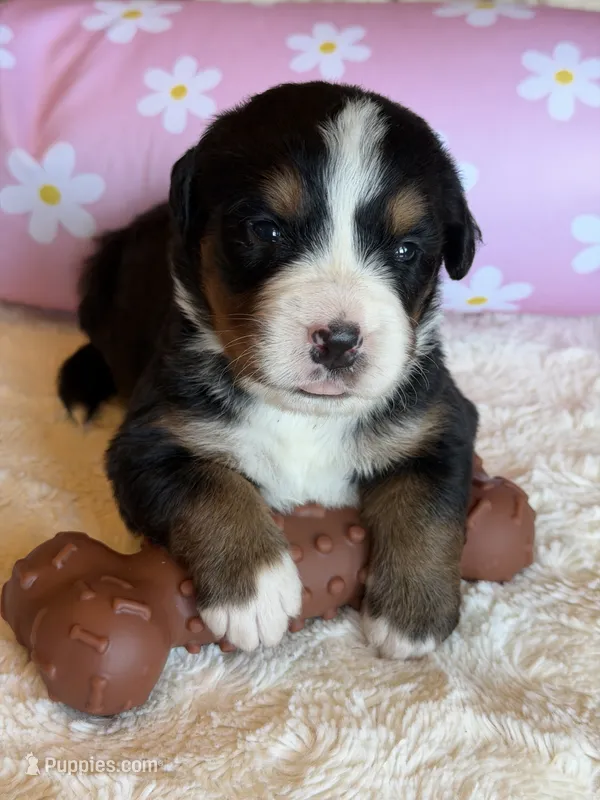 Taco – Bernese Mountain Dog puppy for sale in Bixby, OK