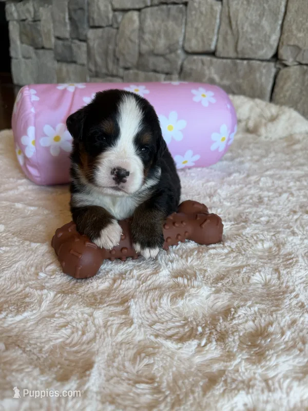 Topaz – Bernese Mountain Dog puppy for sale in Bixby, OK