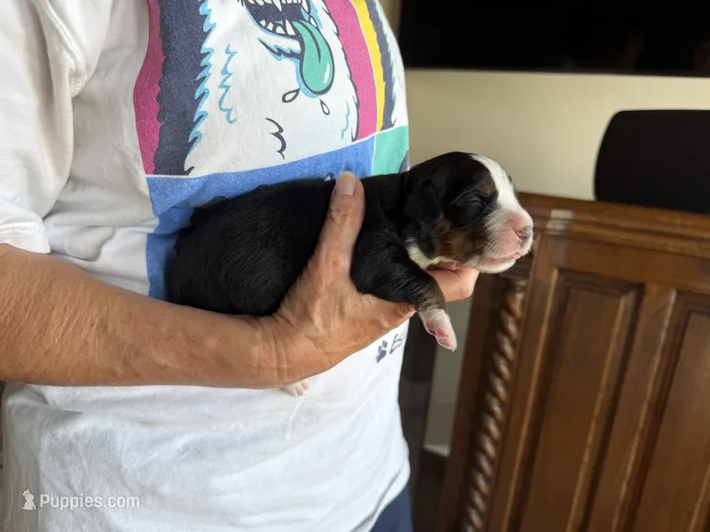 Gemma – Bernese Mountain Dog puppy for sale in Bixby, OK