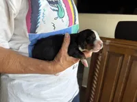 Gemma, a female Bernese Mountain Dog for sale in Bixby, OK – 1 of 2