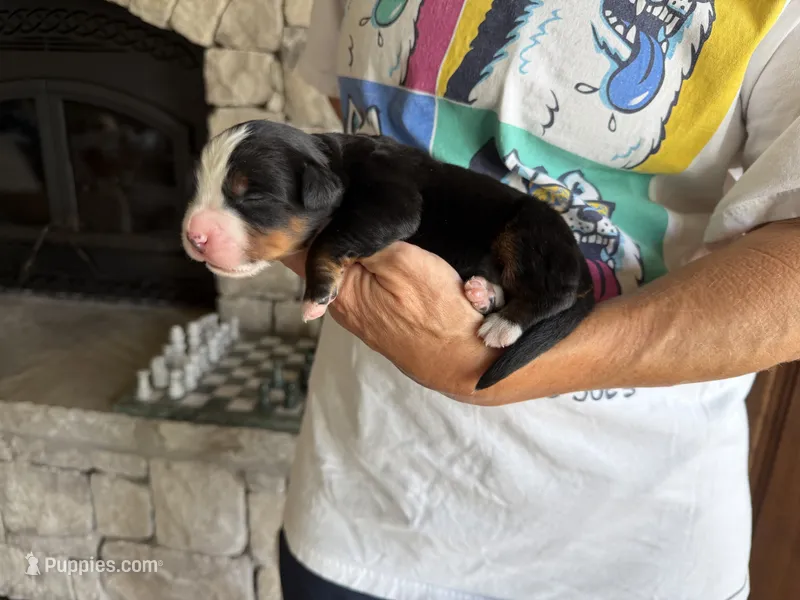 Taco – Bernese Mountain Dog puppy for sale in Bixby, OK