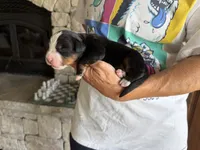 Taco, a female Bernese Mountain Dog for sale in Bixby, OK – 1 of 2