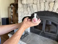 Dozer, a male Bernese Mountain Dog for sale in Bixby, OK – 2 of 4