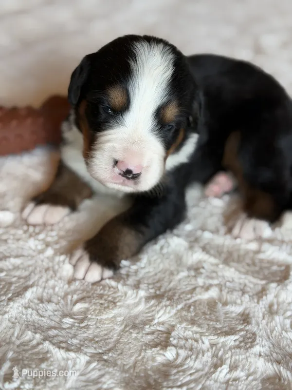 Bull – Bernese Mountain Dog puppy for sale in Bixby, OK