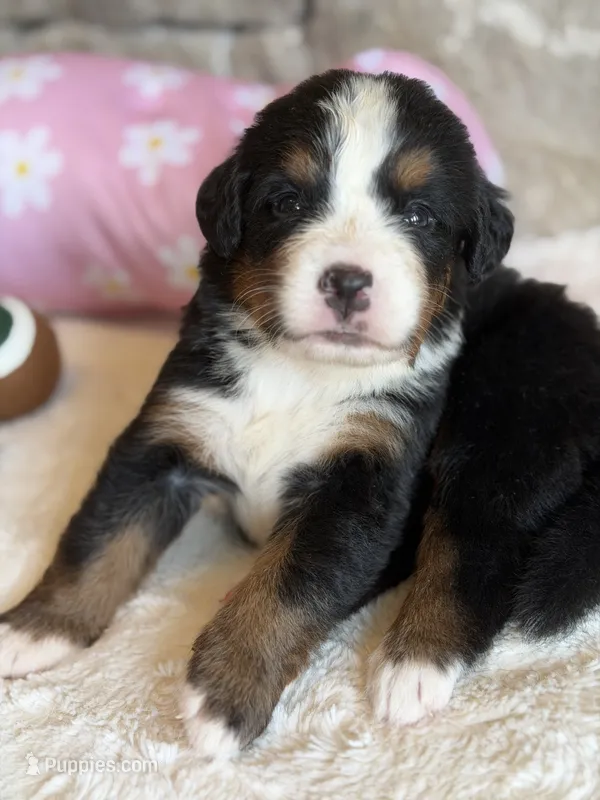 Topaz – Bernese Mountain Dog puppy for sale in Bixby, OK
