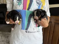 Topaz, a female Bernese Mountain Dog for sale in Bixby, OK – 2 of 2
