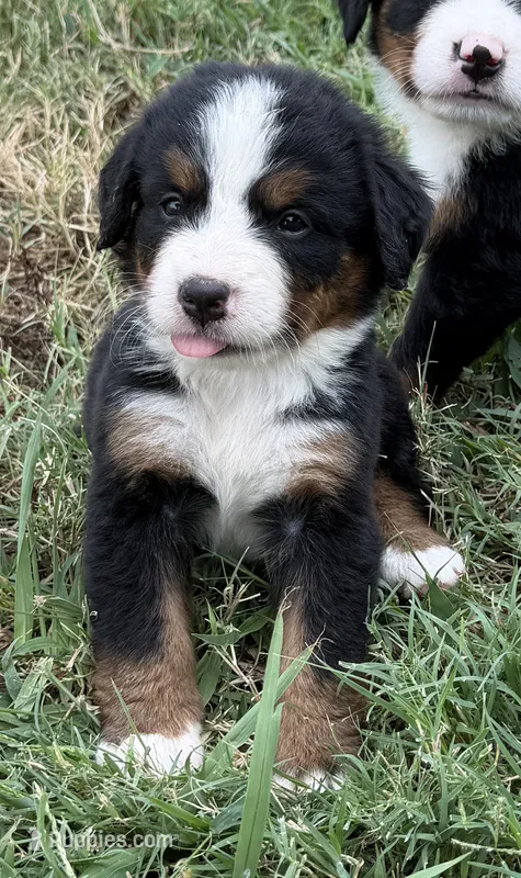 Topaz – Bernese Mountain Dog puppy for sale in Bixby, OK