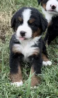 Topaz, a female Bernese Mountain Dog for sale in Bixby, OK – 1 of 5