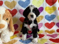 Partridge-F1, a male Bernedoodle for sale in Bixby, OK – Photo 3 of 10