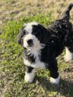 Griswold-F1, a male Bernedoodle for sale in Bixby, OK – Photo 8 of 10