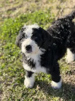 Griswold-F1, a male Bernedoodle for sale in Bixby, OK – Photo 2 of 10
