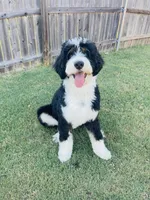 Partridge-F1, a male Bernedoodle for sale in Bixby, OK – Photo 10 of 10