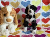 Partridge-F1, a male Bernedoodle for sale in Bixby, OK – Photo 2 of 10