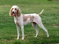 Partridge-F1, a male Bernedoodle for sale in Bixby, OK – Photo 8 of 10