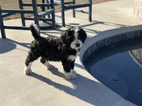 Griswold-F1, a male Bernedoodle for sale in Bixby, OK – Photo 3 of 10