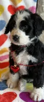 Partridge-F1, a male Bernedoodle for sale in Bixby, OK – Photo 7 of 10
