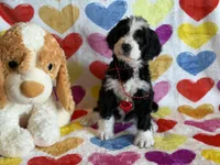 Partridge-F1, a male Bernedoodle for sale in Bixby, OK – Photo 4 of 10