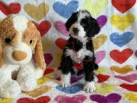 Partridge-F1, a male Bernedoodle for sale in Bixby, OK – Photo 5 of 10