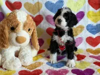 Partridge-F1, a male Bernedoodle for sale in Bixby, OK – Photo 6 of 10