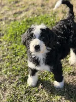 Griswold-F1, a male Bernedoodle for sale in Bixby, OK – Photo 1 of 10