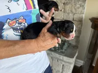Topaz, a female Bernese Mountain Dog for sale in Bixby, OK – 1 of 2