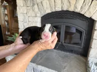 Dozer, a male Bernese Mountain Dog for sale in Bixby, OK – 3 of 4