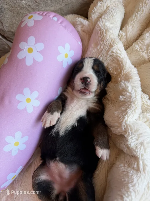 Gemma – Bernese Mountain Dog puppy for sale in Bixby, OK