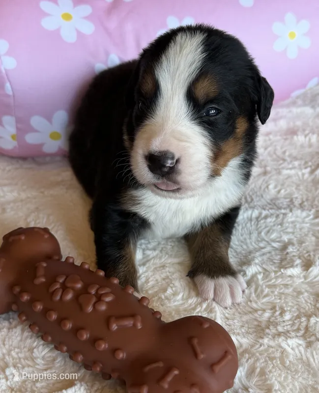 Gemma – Bernese Mountain Dog puppy for sale in Bixby, OK
