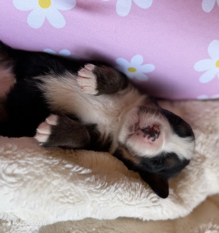 Topaz – Bernese Mountain Dog puppy for sale in Bixby, OK