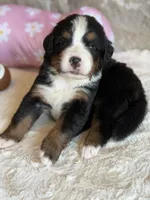 Topaz, a female Bernese Mountain Dog for sale in Bixby, OK – 4 of 5