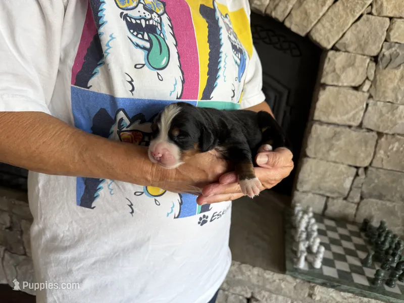 Dozer – Bernese Mountain Dog puppy for sale in Bixby, OK