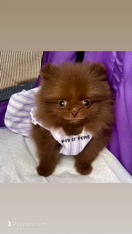 Chocolate girl – Pomeranian puppy for sale in Brentwood, CA