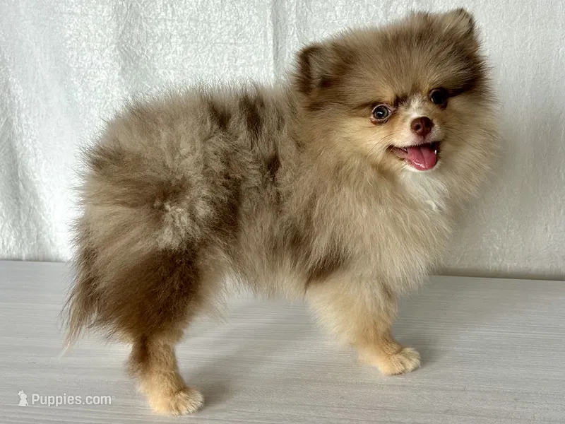 Nikola – Pomeranian puppy for sale in Oakley, CA