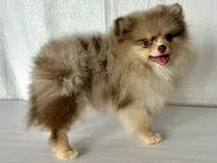Nikola, a male Pomeranian for sale in Oakley, CA – 1 of 5