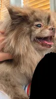 Nikola, a male Pomeranian for sale in Oakley, CA – 5 of 5