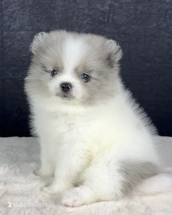Black merle parti male – Pomeranian puppy for sale in Oakley, CA