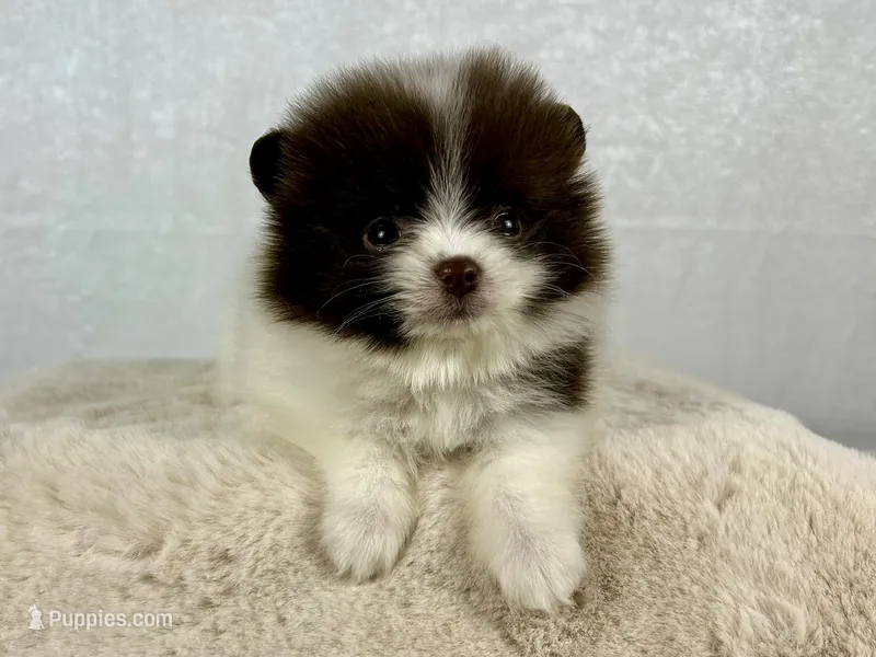 Chocolate parti female – Pomeranian puppy for sale in Oakley, CA