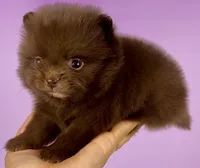 Chocolate girl, a female Pomeranian for sale in Brentwood, CA – 2 of 5