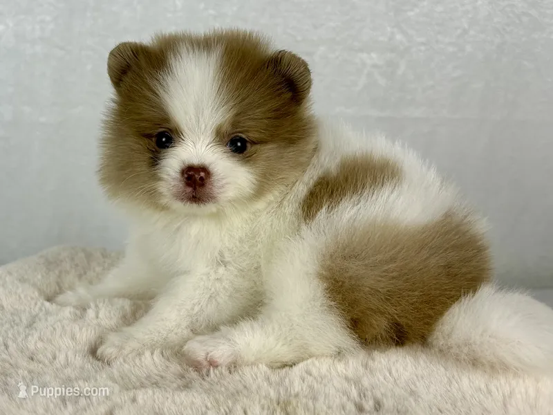 Lilac merle parti female – Pomeranian puppy for sale in Oakley, CA
