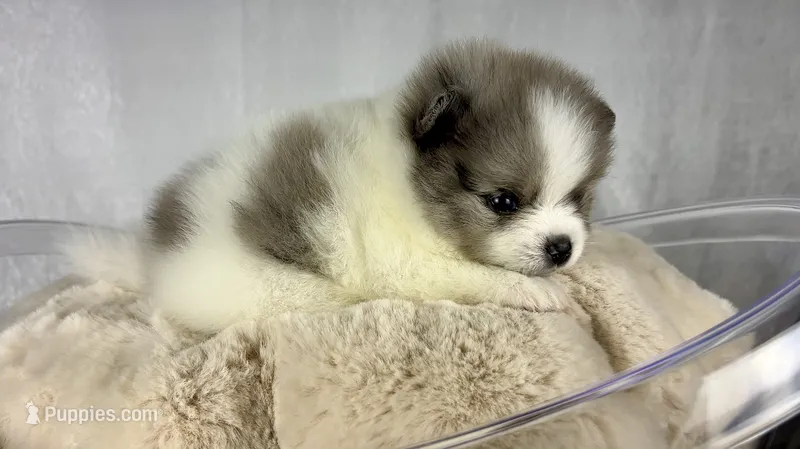 Black merle parti male – Pomeranian puppy for sale in Oakley, CA
