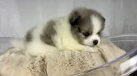 Black merle parti male, a male Pomeranian for sale in Oakley, CA – 1 of 1