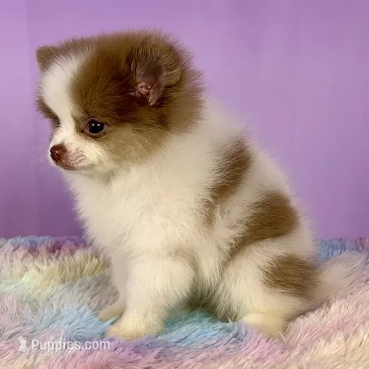 Lilac merle parti female – Pomeranian puppy for sale in Oakley, CA