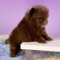 Chocolate girl, a female Pomeranian for sale in Brentwood, CA – 5 of 5