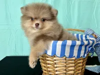 Nikola, a male Pomeranian for sale in Oakley, CA – 3 of 5