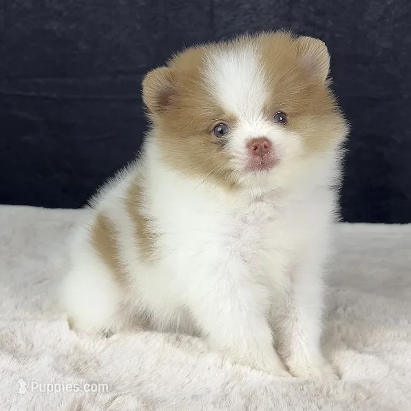 Lilac merle parti female – Pomeranian puppy for sale in Oakley, CA