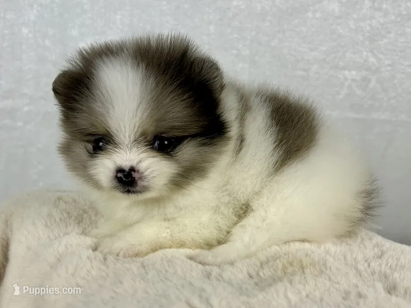 Black merle parti female  – Pomeranian puppy for sale in Oakley, CA