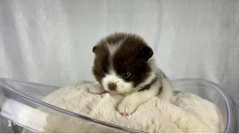 Chocolate parti female – Pomeranian puppy for sale in Oakley, CA