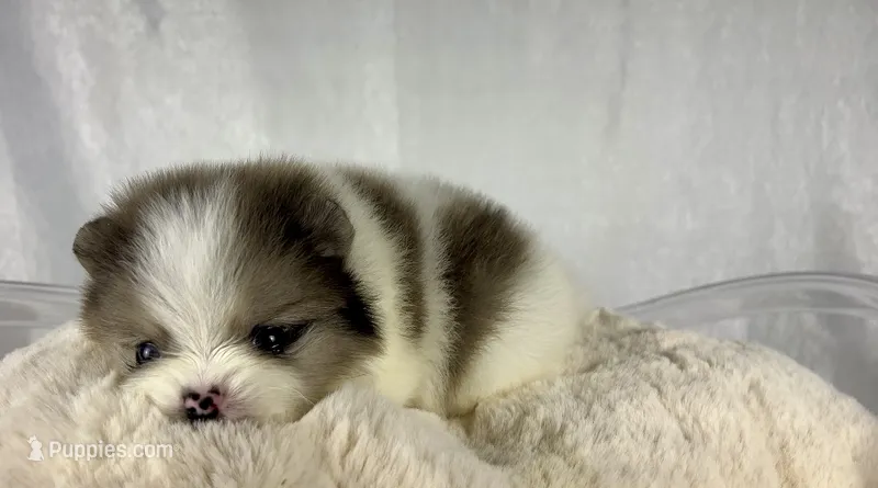 Black merle parti female  – Pomeranian puppy for sale in Oakley, CA