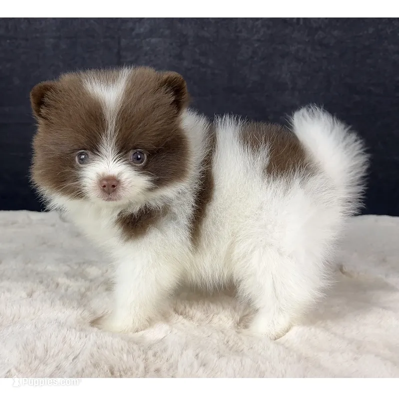 Chocolate parti female – Pomeranian puppy for sale in Oakley, CA